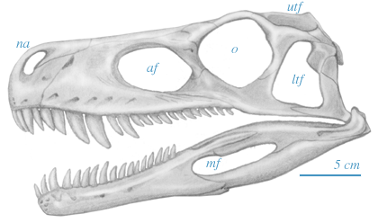 Skull of Herrerasaurus