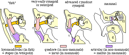 Mammalian ear transitions