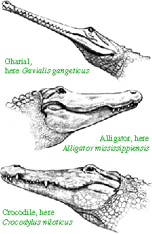 Kinds of living Crocodylomorpha
