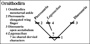 Ornithodira cladogram