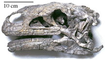 Skull of Plateosaurus