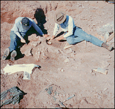 Excavating a Plateosaurus