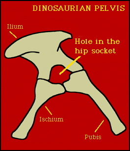 The Saurischian Hip