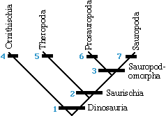 Sauropodomorph Cladogram