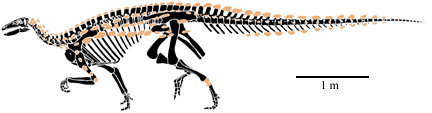 Scelidosaurus Reconstruction